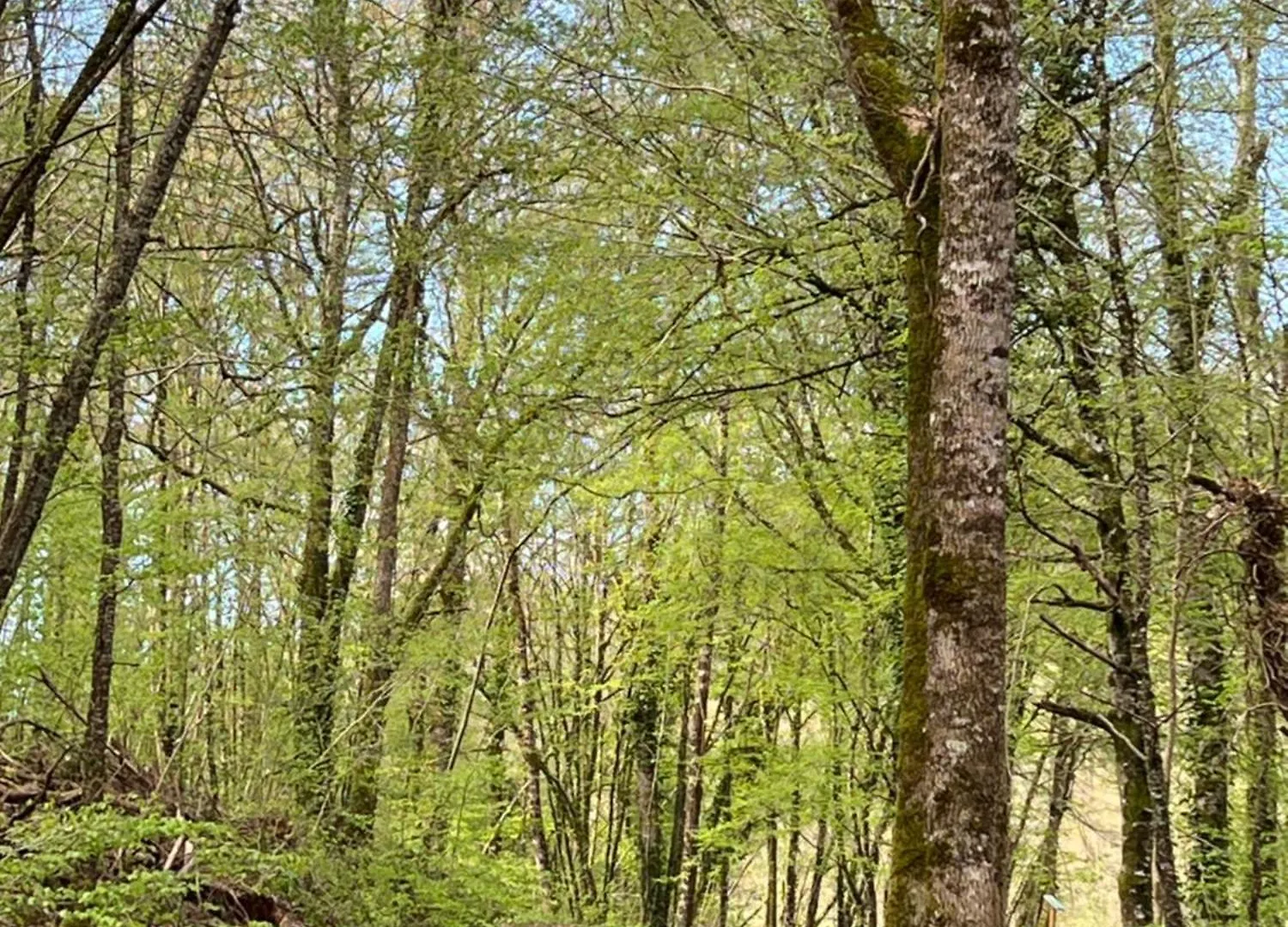 L Ecrin Des Bois Vila Sauveterre-de-Rouergue